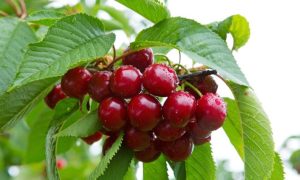 A cluster of ripe Prunus 'Van' Cherry (Copy) hangs on a branch with green leaves, covered in water droplets.
