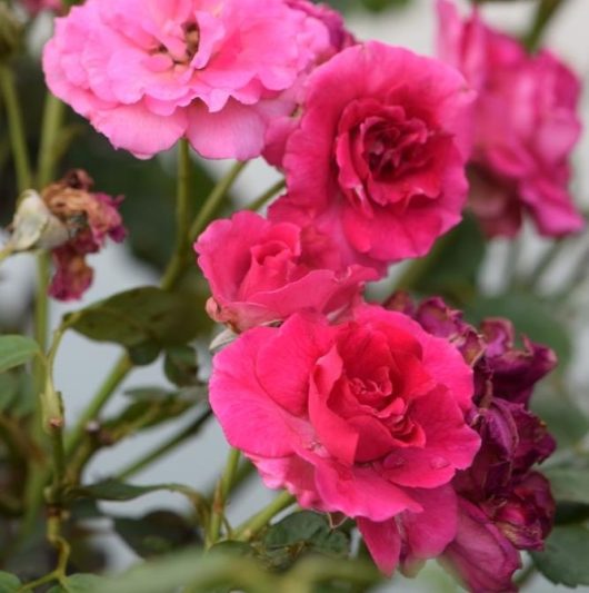 Close-up of several vibrant pink Rose 'Australian Beauty' Bush Form (Copy) in various stages of bloom, set amidst lush green foliage.