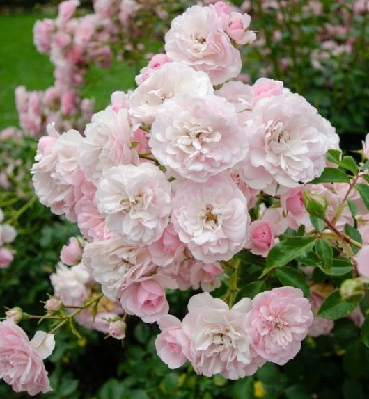 A cluster of light pink Rose 'Guardian Angel™' Bush Form (Copy) with lush green foliage in the background.