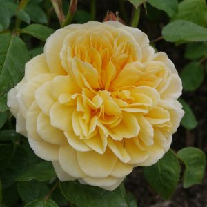 A close-up view of a fully bloomed yellow Rose 'Ballerina' Bush Form (Copy) surrounded by green leaves on a bush.
