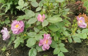 A small Rose 'Princess Anne' Bush Form (Copy) with five light purple flowers in bloom and several green leaves, evocative of Princess Anne, planted in soil.