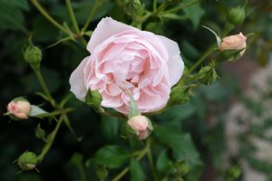 Light pink Rose 'Pierre de Ronsard' Gold Climber (Copy) in full bloom surrounded by green leaves and rosebuds.