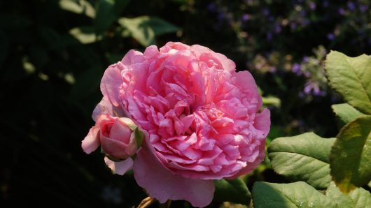 A fully bloomed Rose 'Charlotte™' David Austin Bush Form (Copy) with a smaller rose bud next to it, surrounded by green leaves and a blurred background.