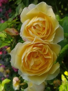 Two fully bloomed pale yellow roses with lush petals, surrounded by green leaves and budding flowers in the background, hint at the elegance of a Rose 'Pierre de Ronsard' Red Climber (Copy).