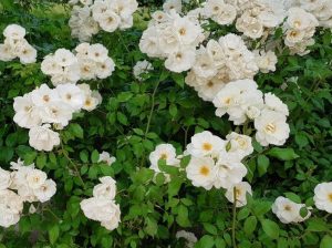 White roses in full bloom, surrounded by green foliage, create a picturesque scene in the garden. The Rose 'Hansa' Bush Form (Copy) adds a touch of elegance to this natural beauty.
