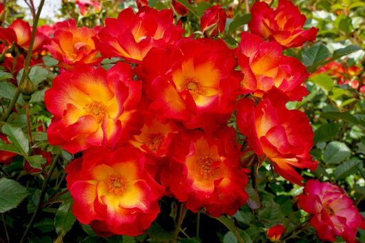 A Rose 'Ballerina' Bush Form (Copy), with red and yellow roses in full bloom, surrounded by green foliage.