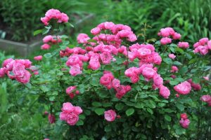 A Rose 'Raspberry Cupcake™' Bush Form with vibrant pink roses blooming amidst lush green foliage creates a stunning garden setting.