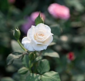 A close-up of a white rose in bloom with two buds on a flourishing Rose 'National Pride' Bush Form (Copy), set against a blurred green and pink background.