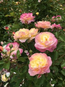Clusters of Rose 'Maurice Utrillo' Bush Form (Copy) in full bloom, displaying pink and yellow hues, are surrounded by lush green foliage. Numerous flower buds intersperse the bush form scene.