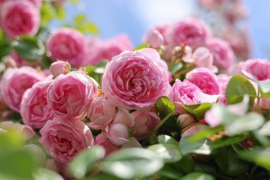 Close-up of a cluster of Rose 'Bridal Bouquet' Bush Form in full bloom on a lush bush, surrounded by verdant green leaves with a clear blue sky in the background.