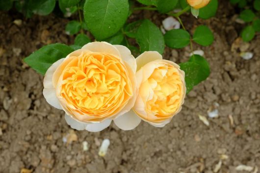 Two 'Charlotte™' David Austin bushes in peach bloom with lush green leaves, set against a background of rich soil.