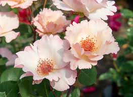 Close-up of pale pink flowers with delicate petals and orange stamens in a garden, showcasing the exquisite Rose 'Mrs. Oakley Fisher' Bush Form (Copy) reminiscent of the Mrs. Oakley Fisher variety.