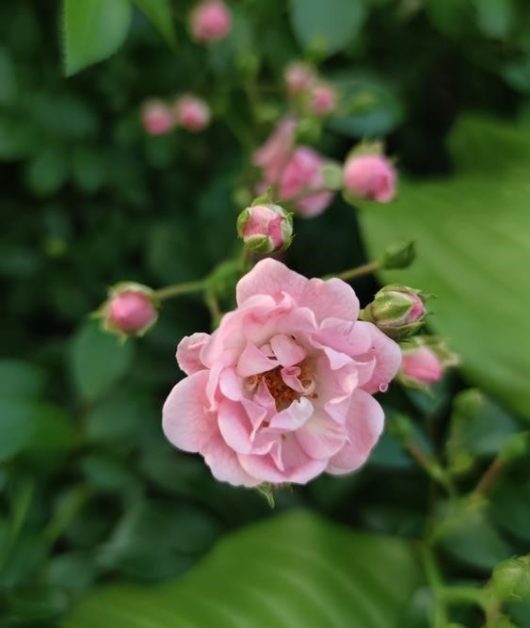Close-up of a pink Rose 'Kazanlik' Bush Form (Copy) in bloom surrounded by several rosebuds, set against a background of green leaves.