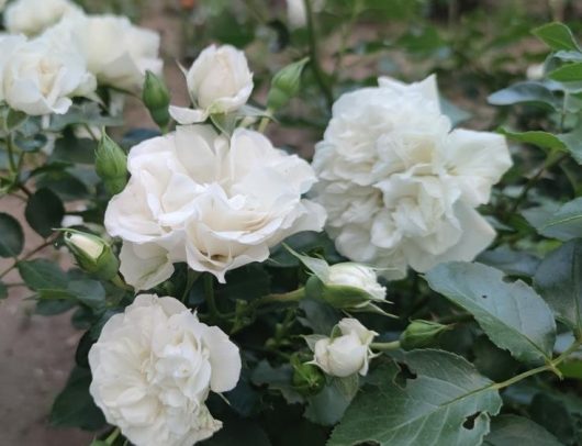A close-up of blooming Rose 'A Daughter's Gift' Bush Form (Copy) with green leaves in a garden.