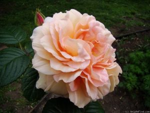 A large, pale peach-colored Rose 'Mrs. Oakley Fisher' Bush Form (Copy) in full bloom with ruffled petals is seen against a background of green leaves and soil.