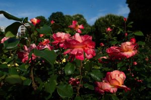Garden scene featuring vibrant pink Rose 'Bordeaux' PBR Bush Form (Copy) in full bloom, with lush green bush form foliage and a clear blue sky in the background.