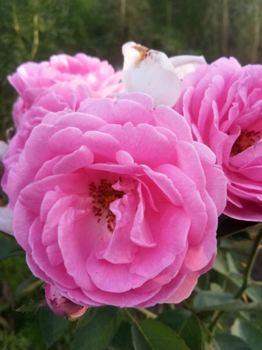 kazanlak kazanlik pink fluffy double petalled pink rose