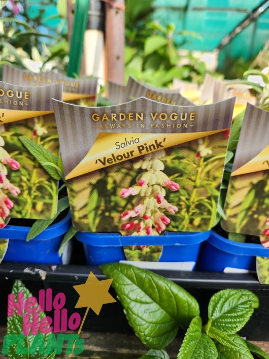 Close-up of a plant labeled "Salvia 'Velour Pink' Sage 4" Pot" in a nursery, with green foliage and vibrant pink and white flowers. The label reads "Garden Vogue - Always in Fashion". This stunning sage variety showcases elegance and charm for any garden.