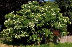 A large elderberry tree with green leaves and clusters of white flowers is situated in a grassy area near a wooden fence.