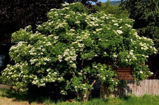 A large elderberry tree with green leaves and clusters of white flowers is situated in a grassy area near a wooden fence.
