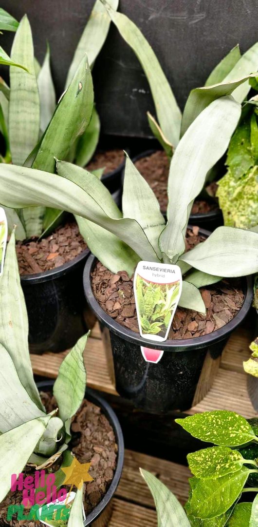 Experience the elegance of our Sansevieria 'Moonshine' Snake Plant in an 8″ pot, featuring lush green leaves paired with stylish labels. These plants add a touch of sophistication to any space.