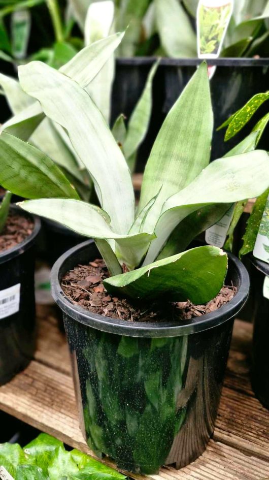 The Sansevieria 'Moonshine' Snake Plant in an 8″ pot, with its broad green leaves, sits elegantly on a wooden shelf.