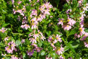 Close-up of numerous pink flowers with green leaves growing densely in a garden, reminiscent of the lush beauty you'd find in a Scaevola 'Aussie Salute' PBR 6" Pot (Copy) selection.