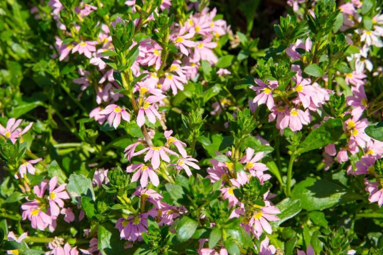 Scaevola 'Aussie Salute Pink' PBR 6