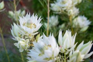 Close-up of white protea flowers in bloom, nestled in green foliage, reminiscent of a Serruria 'Lemon Honey' 6" Pot.
