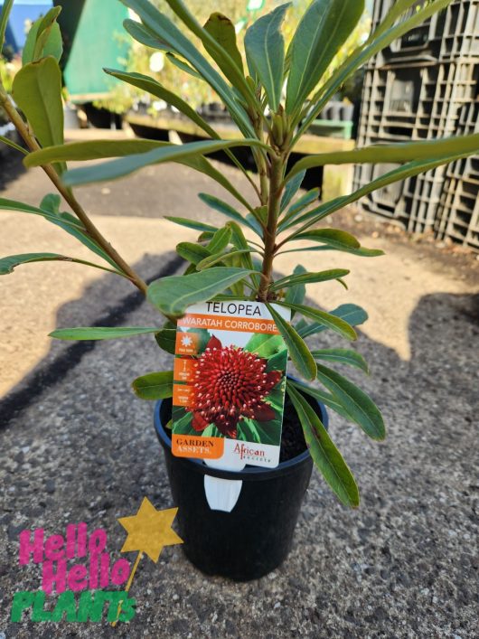 Telopea 'Corroboree' Waratah 8" Pot in an 8" pot with a label, placed on a concrete surface. The label indicates the plant is from Garden Express and shows an image of the vibrant red flower.