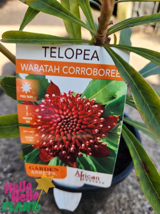 Close-up of a plant tag for "Telopea 'Corroboree' Waratah 8" Pot," showcasing a vibrant photo of the red flower, care instructions, and the "Hello Hello Plants" logo. Displayed in an 8" pot.