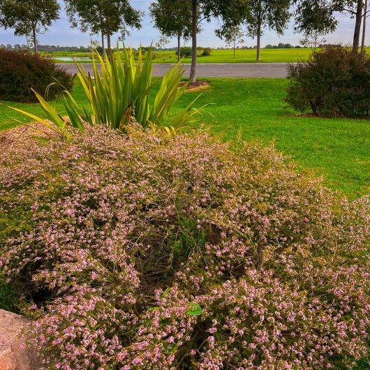 A green lawn with a large bush covered in small purple flowers in the foreground. There are taller green plants and trees in the background, along with a pathway and open field beyond.