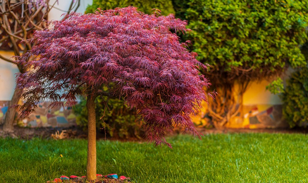 A small Japanese maple tree with red leaves stands on a well-maintained lawn, surrounded by green foliage and a stone border. Nearby, bare rooted plants for sale add to the garden’s appeal.