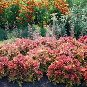 A winter garden featuring a bed with red and green foliage plants in the foreground and orange flowers blooming in the background.