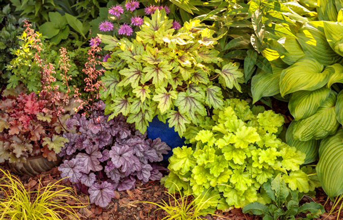 A collection of mixed foliage plants with vibrant colors, including green, purple, and variegated leaves, and a few purple flowers, set in a well-maintained winter garden.