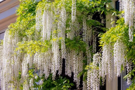 Clusters of white wisteria flowers hang against a building, surrounded by lush green foliage. The delicate blooms of Wisteria floribunda 'White' 13" Pot (Standard) cascade gracefully, adding an ethereal charm to the scene.