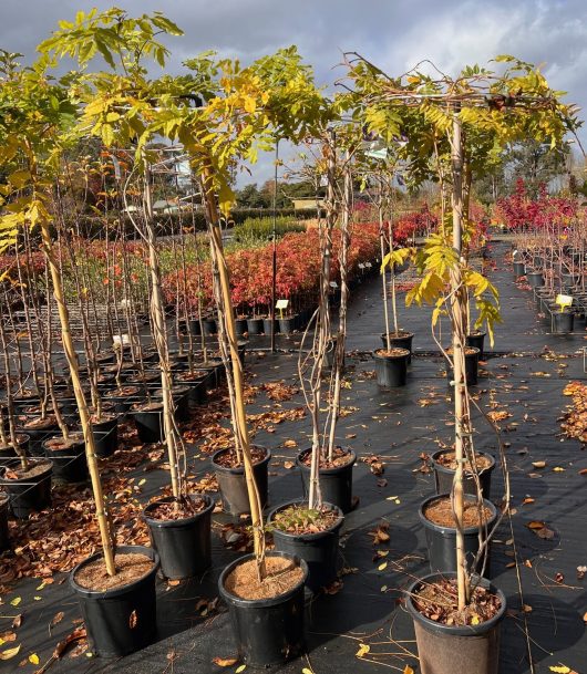 Rows of potted young trees with yellowing leaves arranged on a black tarp at a plant nursery, with Wisteria sinensis 'Purple Chinese Wisteria' 13" Pot (Standard) and more plants and trees in the background.