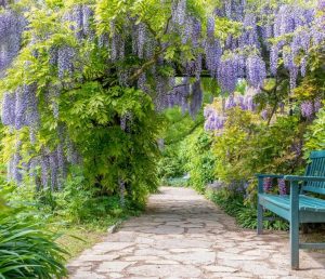 A stone pathway surrounded by lush greenery and Wisteria floribunda 'White' vines in 13" pots leads to a hidden garden area with a blue bench on the right.