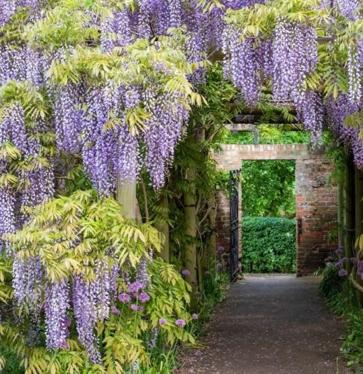 A garden pathway framed by lush greenery, with abundant clusters of hanging Wisteria 'Violacea Plena' Mauve 13" Pot (Standard) flowers leading to a brick archway and a wrought iron gate.