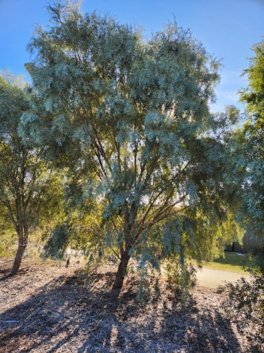 A tall Acacia 'Weeping Myall' 6" Pot with dense green foliage is illuminated by sunlight, casting shadows on the ground, surrounded by other trees in an outdoor setting.