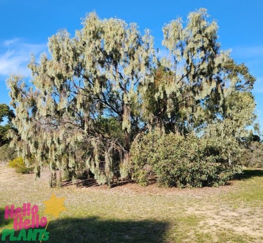 An image of a large Melaleuca styphelioides tree with dense, weeping foliage in a sunny outdoor setting. The ground is partly grass-covered, and the sky is clear. A "Hello Hello Plants" watermark is on the bottom left, reminiscent of Acacia 'Weeping Myall' 6" Pot's grace in nature.