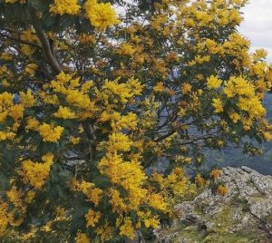 A Hop Wattle (Acacia stricta) with clusters of bright yellow flowers stands on a rocky hillside, offering a distant view of mountains in the background. Known for its resilience, this beautiful plant can thrive even in an Acacia stricta 'Hop Wattle' 6" Pot.