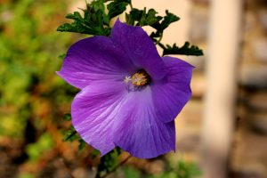 A close-up of a vibrant purple Alyogyne 'Karana' Native Hibiscus 6" Pot (Copy) flower in bloom with green leaves in the background. The flower displays a central yellow and white stamen with delicate petals radiating outward.