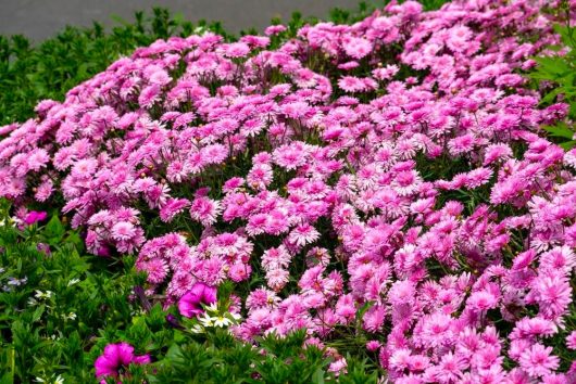 A dense cluster of vibrant pink flowers, reminiscent of Argyranthemum 'Pink Posy' Marguerite Daisy 6" Pot, is surrounded by lush green foliage, with a few scattered purple flowers in the foreground.