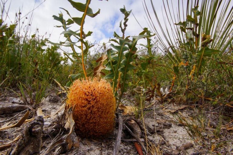 Banksia repens 'Spreading Banksia' 6