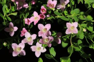 Close-up of small, light pink Boronia 'Seaside Stars' 6" Pot flowers with green leaves. The flowers have five slightly pointed petals each and surround a white and yellow center, making them perfect for a 6" pot.