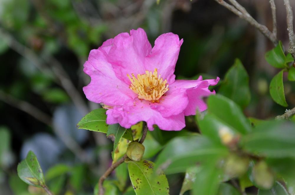 A close-up image of a pink flower with yellow stamens surrounded by green foliage.