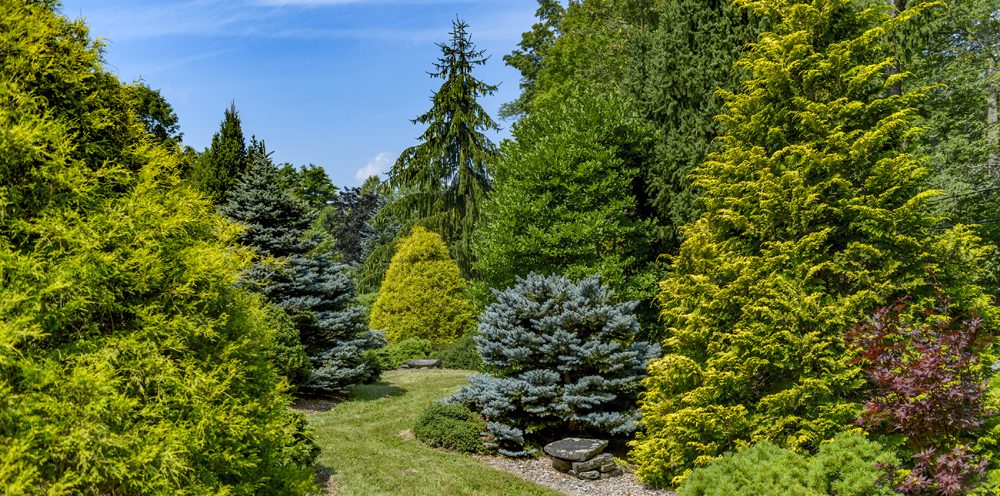 A well-maintained garden path in the Winter Garden is surrounded by various green and blue-hued conifer trees and bushes on a sunny day. Conifers