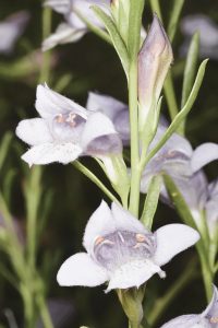 Close-up of a flowering Eremophila 'Moonlight' 6" Pot plant with small, white flowers and green stems. The flowers have five petals with a delicate, translucent texture and visible stamens at the center. Perfectly sized for any 6" pot, this moonlight beauty adds a serene touch to your garden.