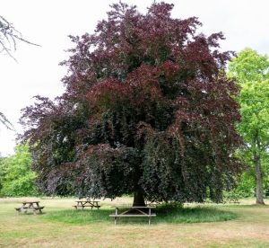 A large tree with dark purple leaves stands in a grassy area with several picnic tables underneath and nearby.